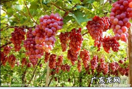 后门有树的风水好不好 房后门种什么树好风水