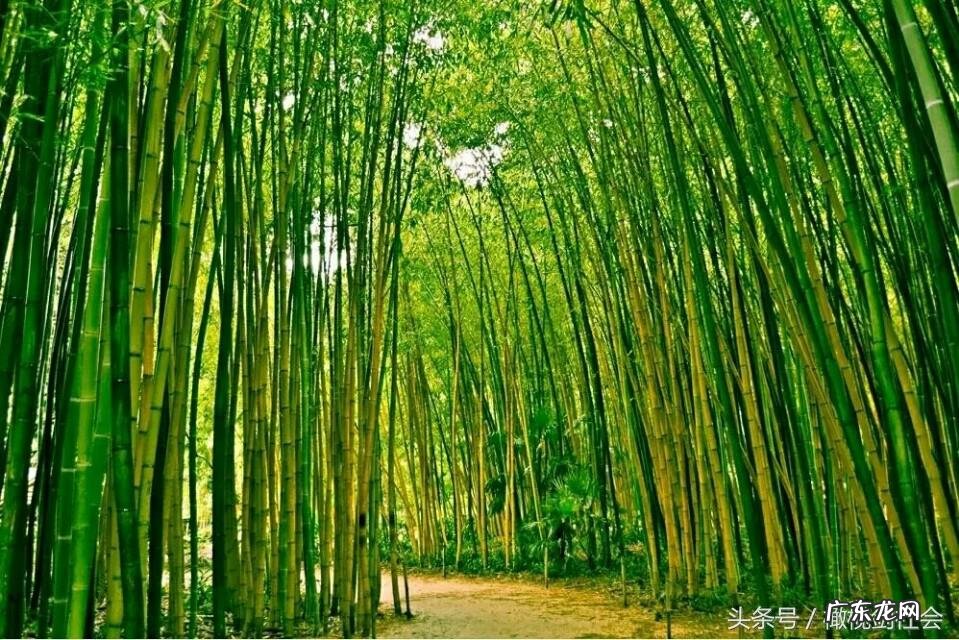 后门有树的风水好不好 房后门种什么树好风水