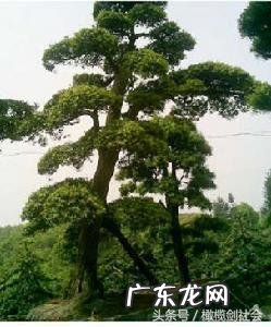 后门有树的风水好不好 房后门种什么树好风水