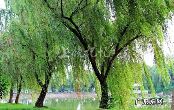 后门有树的风水好不好 房后门种什么树好风水