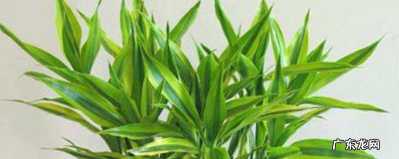 水培富贵竹的养殖方法和注意事项是什么?根过多塞满瓶子怎么办