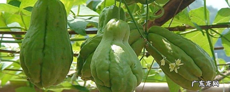 丰收瓜 佛手瓜的种植方法,注意要施肥三次