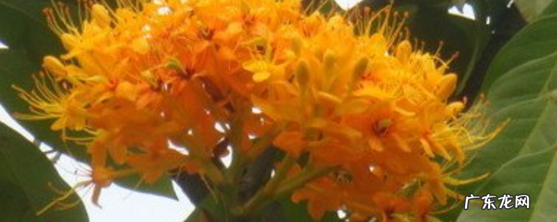 无忧花简介!怎么种植