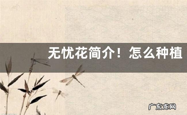 无忧花简介!怎么种植