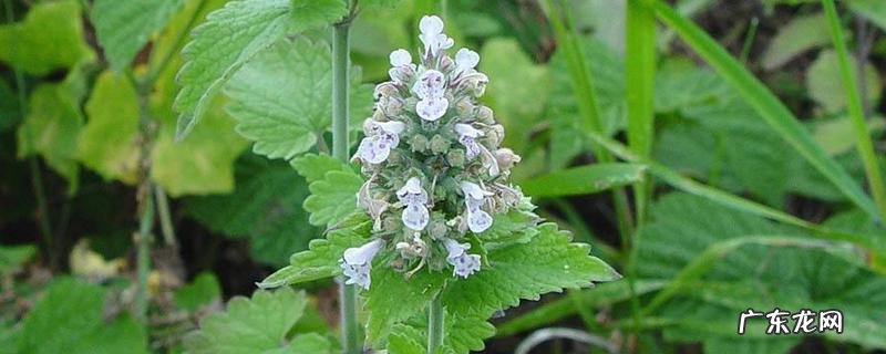 荆芥几月份种植,附生长习性和繁殖方法