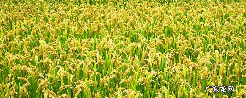 水稻种植过程的顺序是怎样的？育苗技术要点有哪些