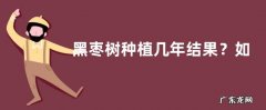 黑枣树种植几年结果？如何栽种