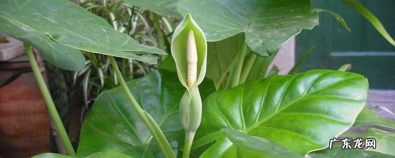 滴水观音叶子发黄的原因,附解决办法