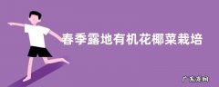 春季露地有机花椰菜栽培方法，附注意事项