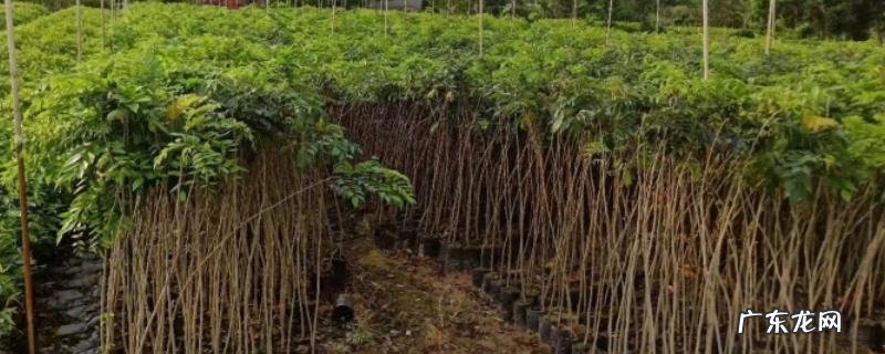 海南黄花梨树苗价格是多少钱一棵?海南黄花梨为什么珍贵