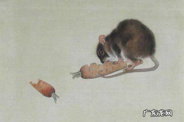 属鼠人开宝马车风水好吗