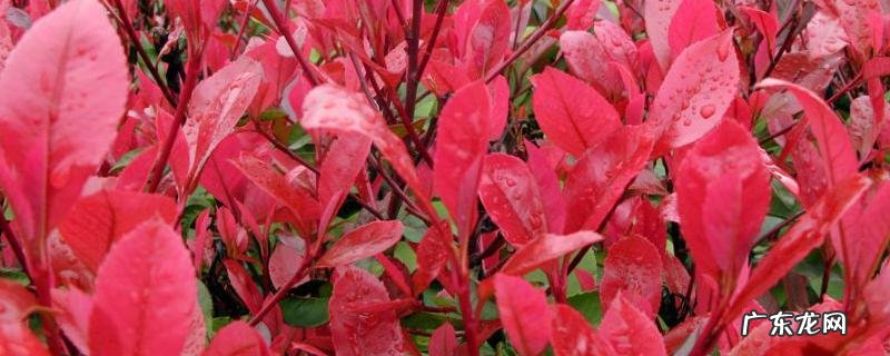 红叶石楠种植方法,附价格介绍