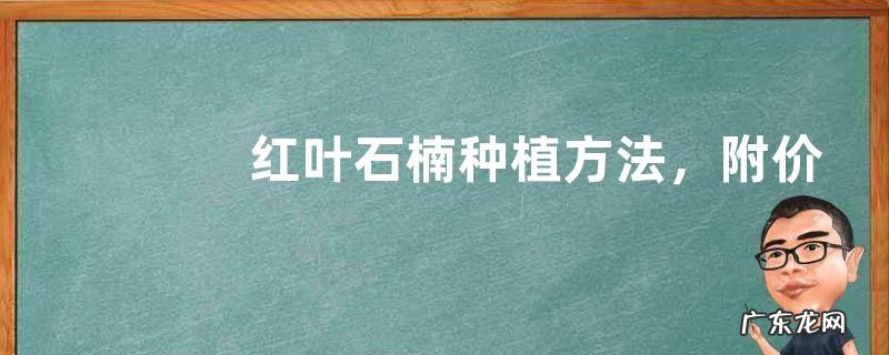 红叶石楠种植方法,附价格介绍