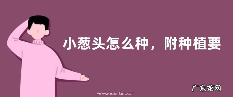 小葱头怎么种,附种植要点