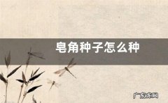 皂角种子怎么种