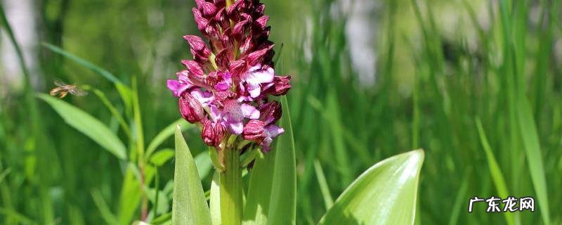 紫丁香几月开花，附生长习性和繁殖方法