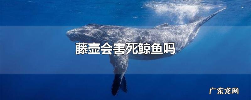 藤壶会害死鲸鱼吗