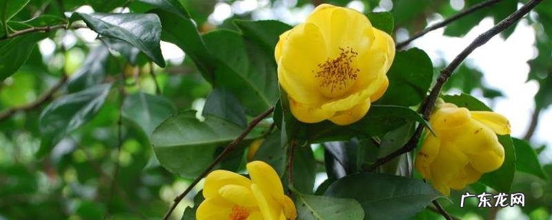 金花茶种植技术，喜欢温和湿润的环境