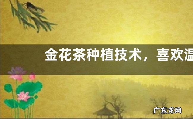 金花茶种植技术，喜欢温和湿润的环境
