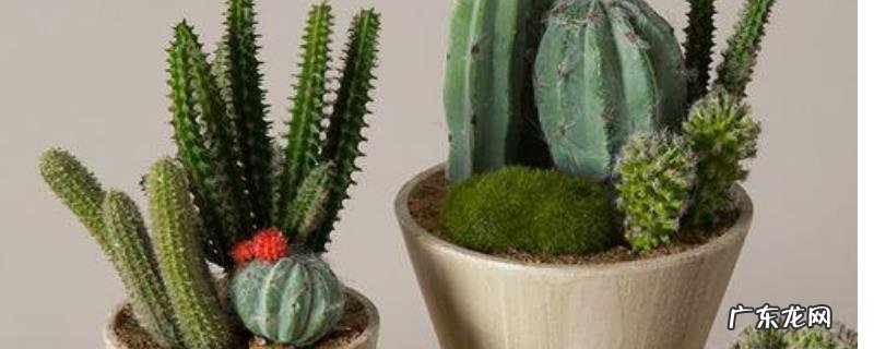 多肉仙人掌怎么养?注意浇水宜少不宜多