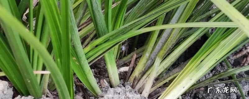 下山兰怎么种，择在通风地带种植