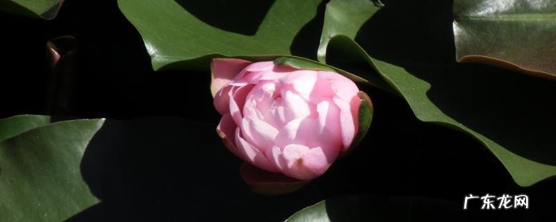 旱莲怎么养?春秋天都可播种