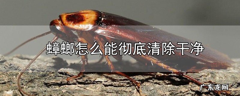 蟑螂怎么能彻底清除干净