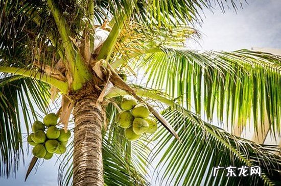 椰子汁是什么味