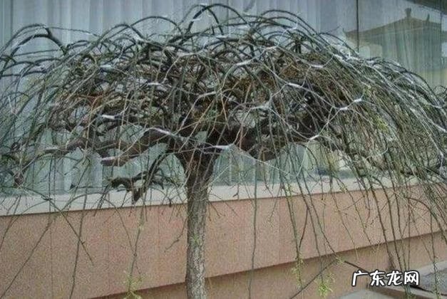 房子在大树底下好不好 房前一棵树