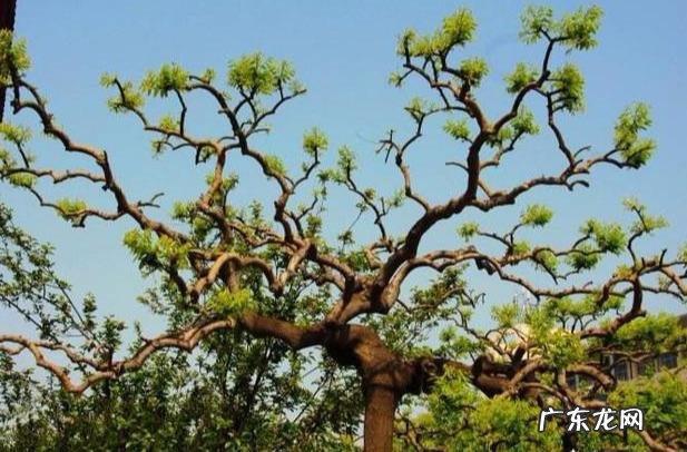 房子在大树底下好不好 房前一棵树