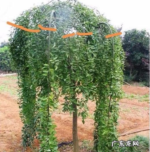 房子在大树底下好不好 房前一棵树