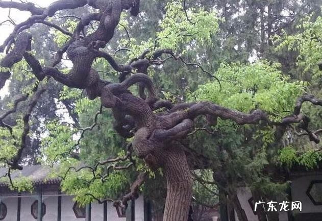 房子在大树底下好不好 房前一棵树