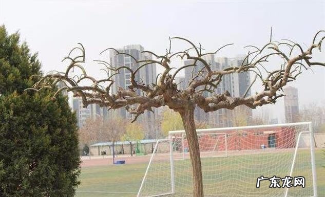 房子在大树底下好不好 房前一棵树