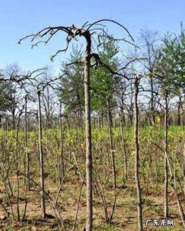 房子在大树底下好不好 房前一棵树