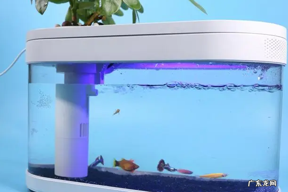 水循环能代替打氧吗 给鱼类打氧的好处有什么