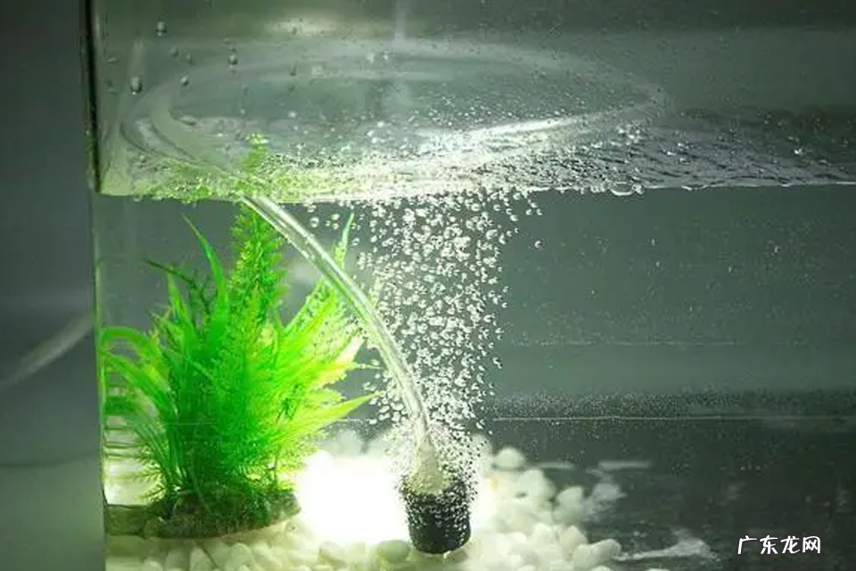 水循环能代替打氧吗 给鱼类打氧的好处有什么