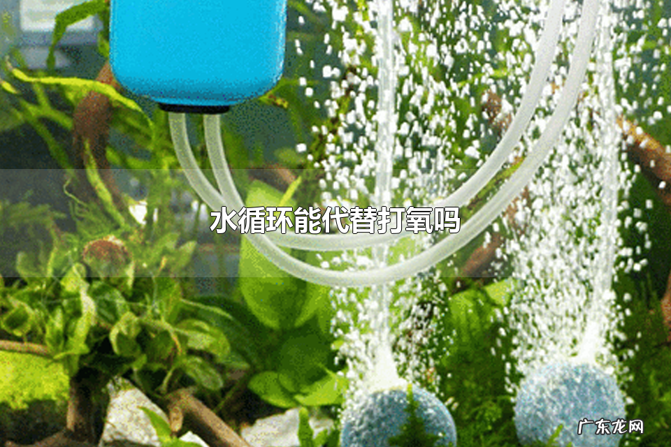 水循环能代替打氧吗 给鱼类打氧的好处有什么