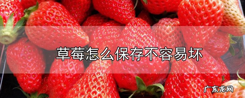 草莓怎么保存不容易坏