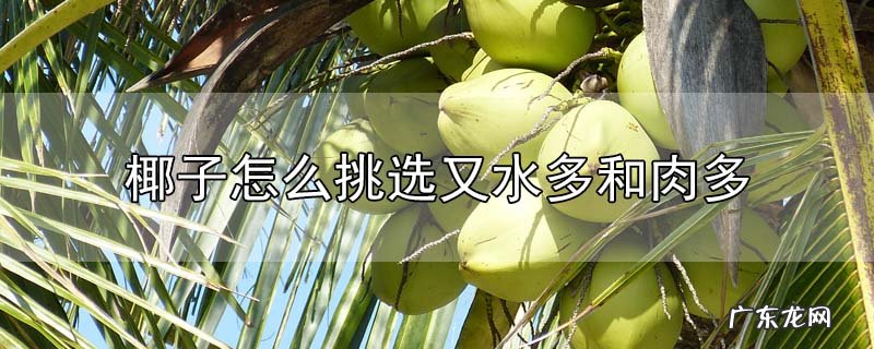 椰子怎么挑选又水多和肉多