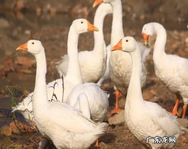 昌图县属于哪个市 昌图县属于铁岭市