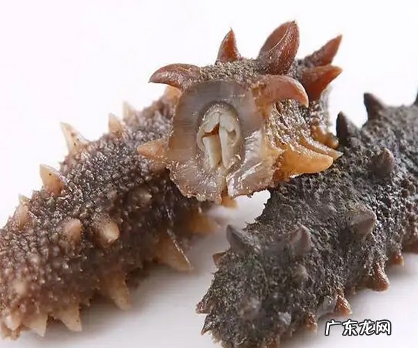 海参的挑选怎么挑 海参的挑选方式
