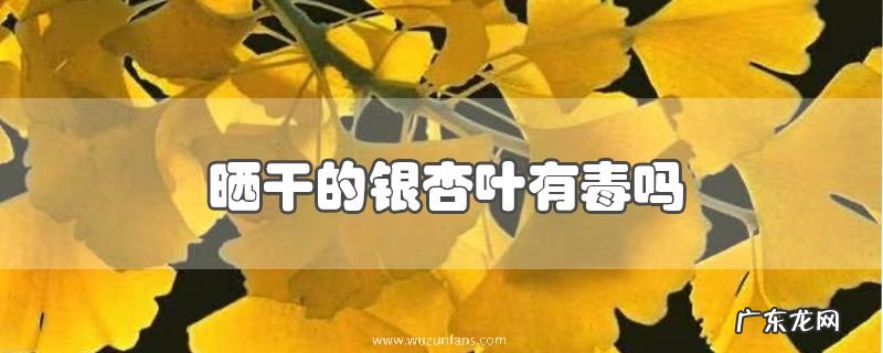 晒干的银杏叶有毒吗