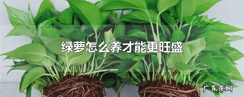 绿萝怎么养才能更旺盛