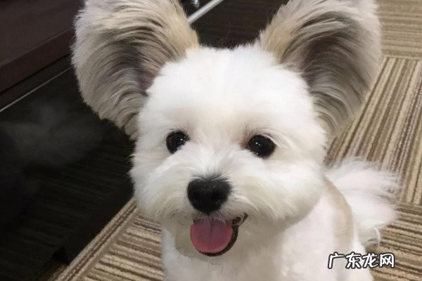 为什么说建国后动物不能成精的事