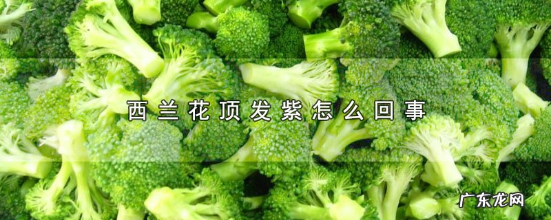 西兰花顶发紫怎么回事