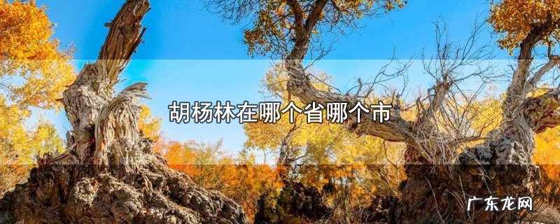 胡杨林在哪个省哪个市