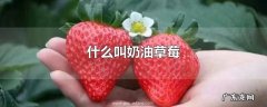 什么叫奶油草莓