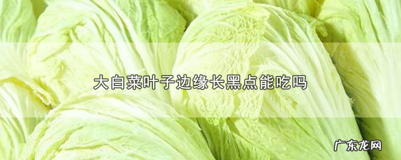 大白菜叶子边缘长黑点能吃吗