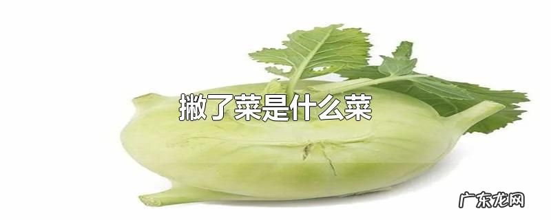 撇了菜是什么菜
