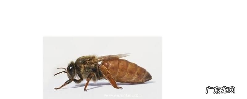 意蜂夏季养殖管理技术，意蜂对我国自然环境的适应能力差